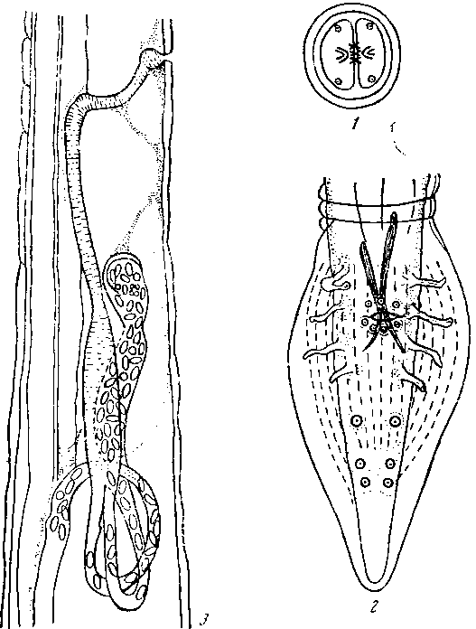 Physaloptera (Physaloptera) clausa clausa Rudolphi, 1819 (по Кабальеро и Перегрина, 1938)