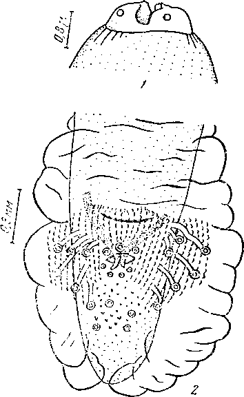 Physaloptera (Physaloptera) banfieldi Johnston, et Mawson, 1941 (по Джонстону и Маусон, 1941)