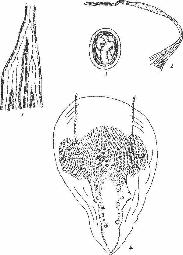 Abbreviata (Abbreviata) galliardi Le-Van-Hoa, 1961 (по Ле-Ван-Гоа, 1961)