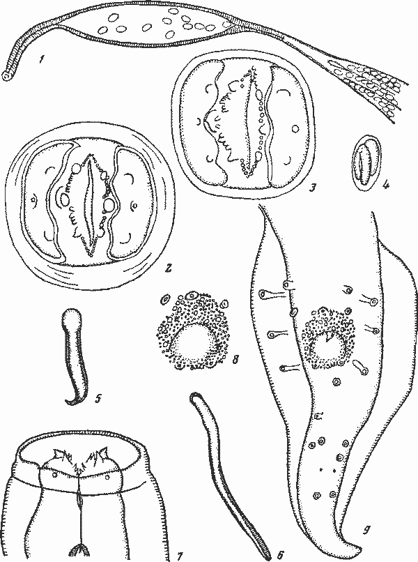 Abbreviata (Abbreviata) golvani Lc-Van-Hoa, 1961 (по Ле-Ван-Гоа, 1961)