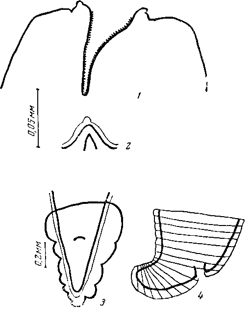 Abbreviata (Abbreviata) kazachstanica Markov et Paraskiv, 1956 (по Маркову и Параскиву, 1956)