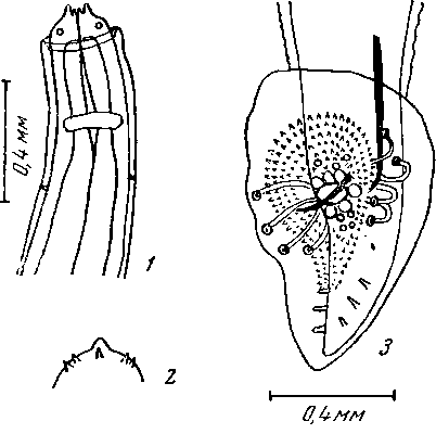 Abbreuiata (Abbreuiata) leidyi (Walton, 1927) (по Уолтону, 1927)