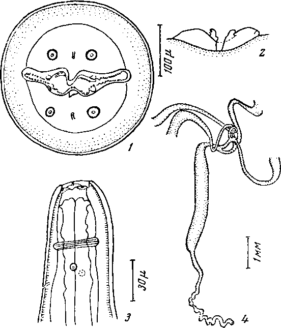 Abbreviata (Abbreviata) madagaskariensis Chabaud et Brygoo, 1960 (по Шабо и Бриго, 1960)