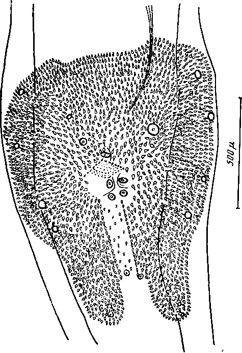 Abbreviata (Abbreviata) madagaskariensis Chabaut et Brygoo, 1960 (по Шабо и Бриго, 1960)