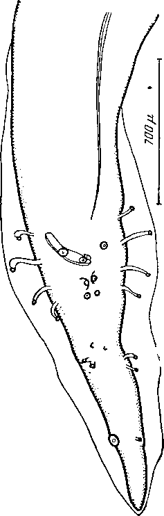 Abbreviata (Abbreviata) madagaskariensis Chabaud et Brygoo, 1960 (по Шабо и Бриго, 1960)