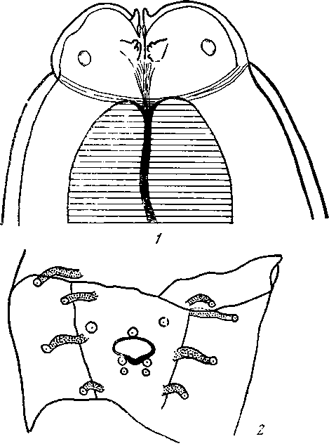Abbreuiata (Abbreviata) musculi (Thwaite, 1927) (по Твайту, 1927)
