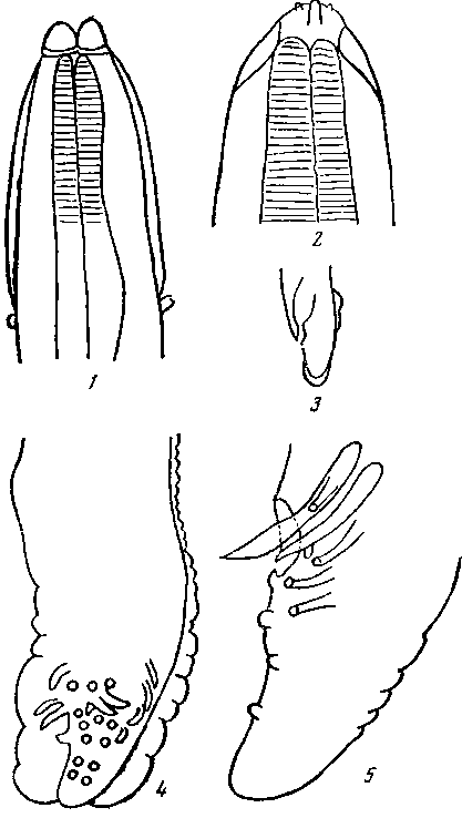 Physaloptera (Physaloptera) bispiculata Vaz et Pereira, 1935 (по Вазу и Перейре, 1935)