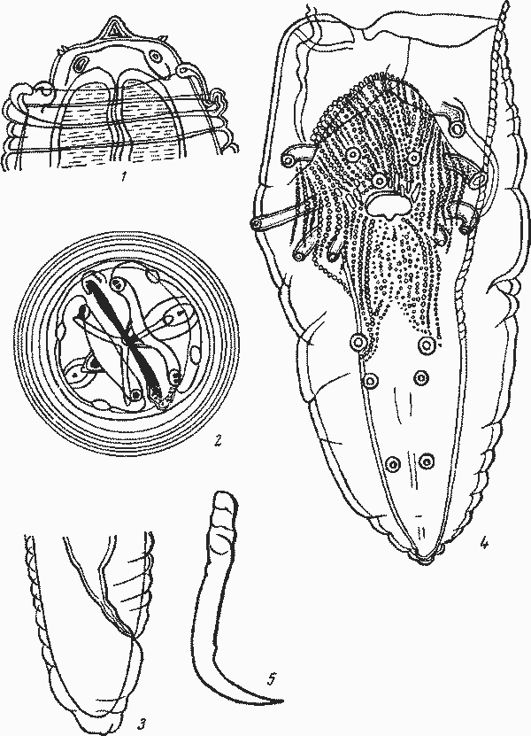 Abbreviata (Abbreviata) oligopapillata (Kreis, 1940) (по Крейсу, 1940)