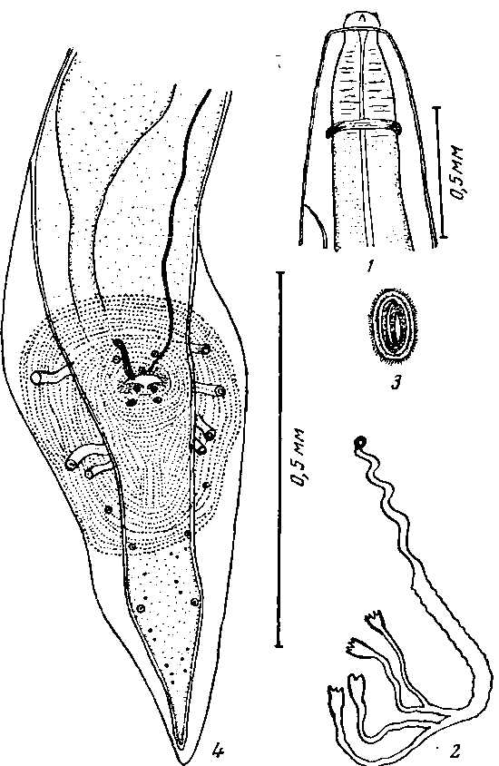 Abbreviata (Abbreviata) ortleppi (Sandground, 1928) (по Сэндграунду, 1928)