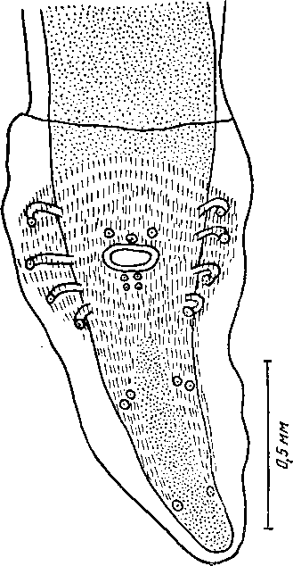 Abbreviala (Abbreviala) paradoxa (Linstow, 1908) (по Ортлсппу, 1922)