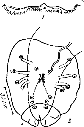 Abbreviata (Abbreviata) physignathi (Baylis, 1924) (по Бейлису, 1924)