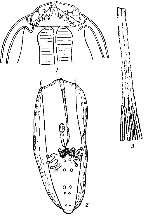 Abbreviata (Abbreviata) polydentata (Walton, 1932) (по Валтону, 1932)