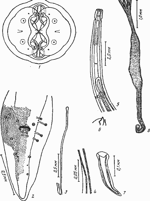 Abbreviata (Abbreviata) terrapenis (Hill, 1941) (по Хиллу, 1941)
