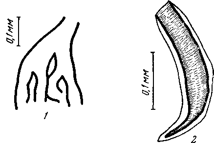 Abbreviata (Abbreviata) turkomanica Andrushko et Markow, 1956 (no Андрушко и Маркову, 1956)