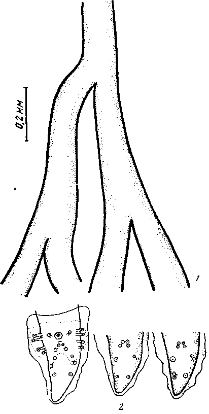 Abbreviata (Abbreviata) uzbekistanica Bogdanov et Markov, 1955 (по Богданову и Маркову, 1955)