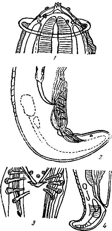 Physaloptera (Physaloptera) brachycerca Kreis, 1938 (no Крейсу, 1938)