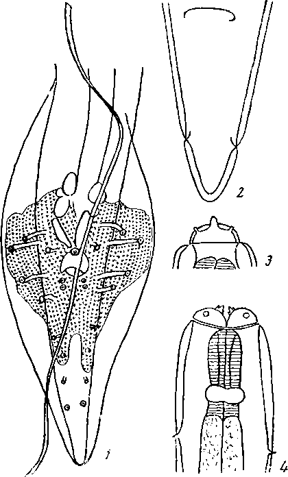Abbreviata (Didelphyoptera) leptosoma (Gervais, 1848) (по Сера, 1917)