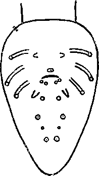 Abbreviata (Polydelphyoptera) aduensis (Baylis, 1928) (по Бейлису, 1928)