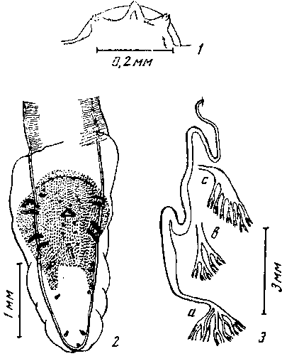 Abbreviata (Polydelphyoptera) poicilomelra (Sandground, 1936) (по Сэндграунду, 1936)