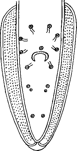 Abbreviata dentata (Linstow, 1883) (по Линстову, 1883)