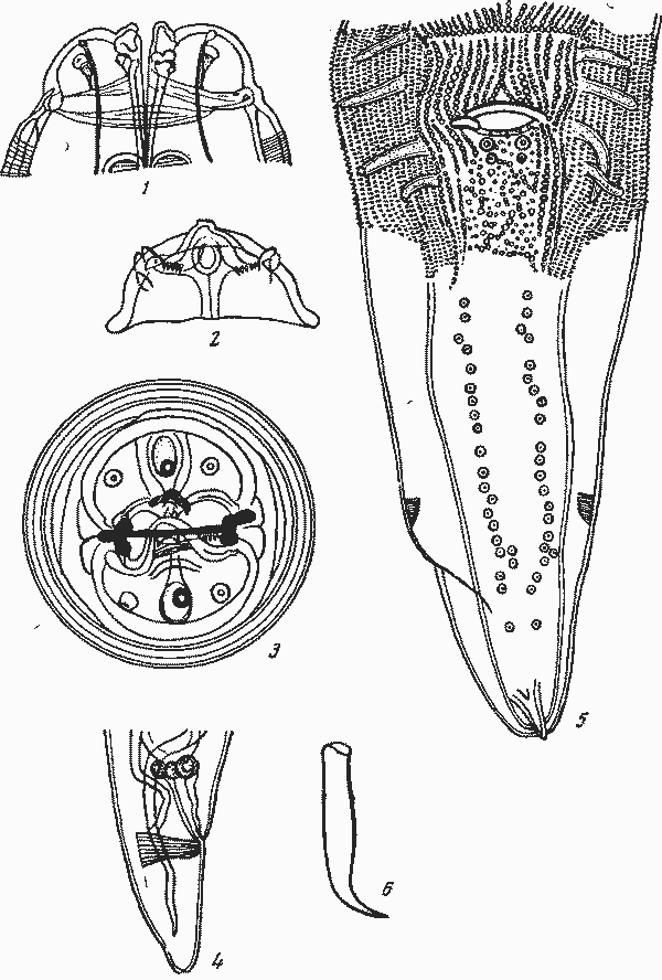 Abbreviata multipapillata (Kreis, 1940) (по Крейсу, 1940)