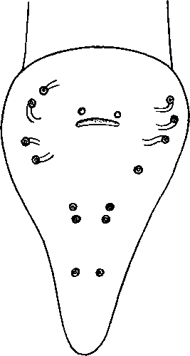 Abbreviata spiralis (Schneider, 1866) (по Шнейдеру, 1866)