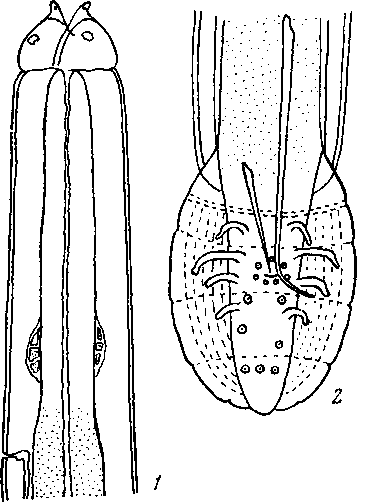 Skrjabinoptera (Didelphysoma) phrynosoma (Ortlepp, 1922) (по Кабальеро, 1937)