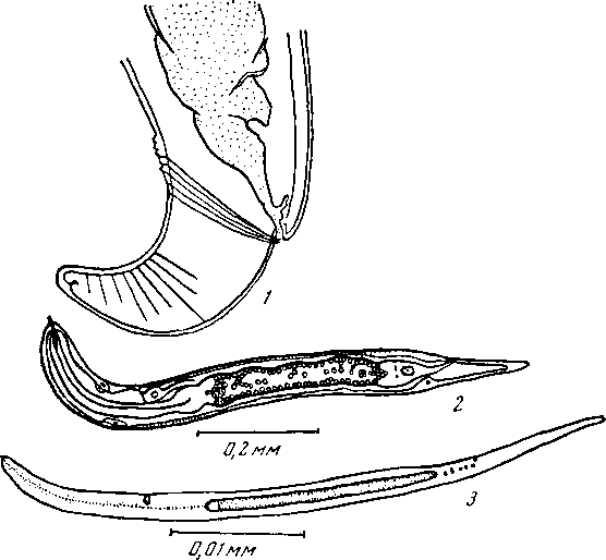 Skrjabinoptera (Didelphysoma) phrynosoma (Ortlopp, 1922) (1— по Кабальеро, 1937; 2, 3 — no Jin, 1957)