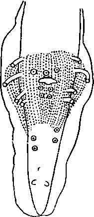 Skrjabinoptera (Didelphysoma) chamaeleontis (Gedoelst, 1916) (по Гедёльсту, 1916)