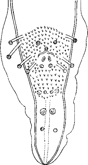 Skrjabinoptera sonsinoi (Linstow, 1895) (по Линстову, 1895)