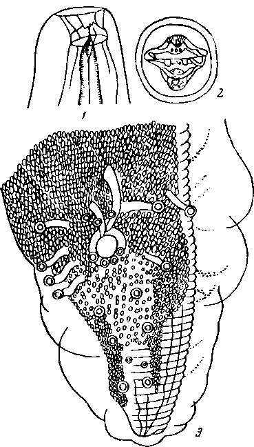 Physalopteriata srhulzi (Lubimov, 1935) (по Любимову, 1935)