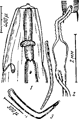 Physalopteriata citelli (Rudolphi, 1819) (по Шабо, 1956)