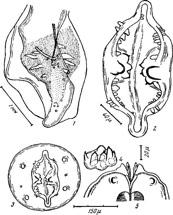 Physalopteriata citelli (Rudolphi, 1819) (по Шабо, 1956)