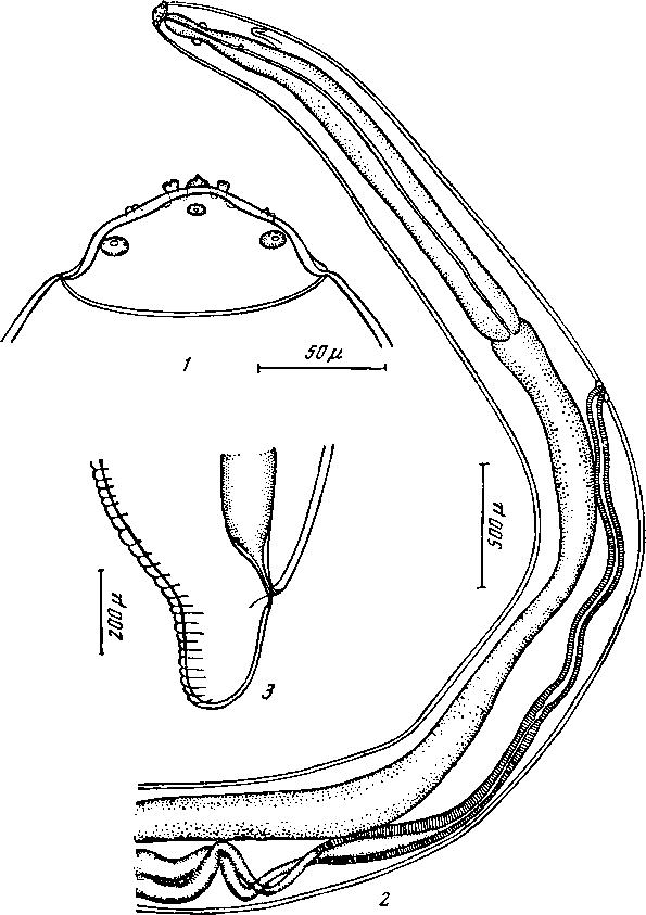 Pentadentoptera skrjabini Schaclinazarowa, 1949 (по Шахназаровой, 1949)