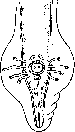 Physaloptera circularis Linstow, 1897 (по Линстову, 1897)