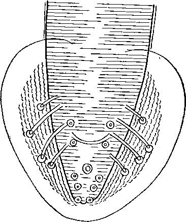 Physaloptera fusiformis Linstow, 1902 (по Линстову, 1902)