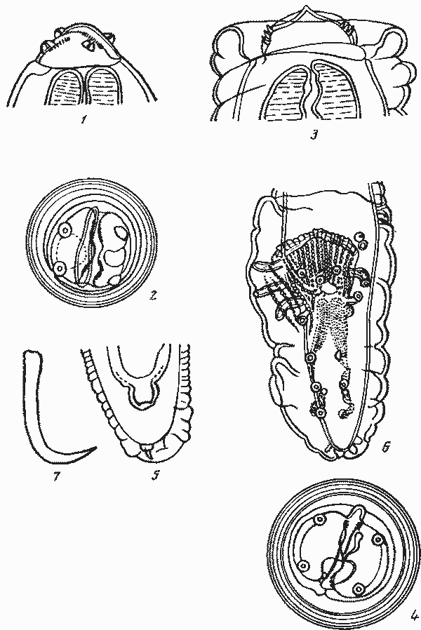 Physaloptera heterocephala Kreis, 1940 (по Крейсу, 1940)