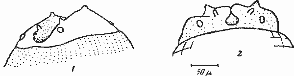 Physaloptera hieracideae Johnston et Mawson, 1941 (по Джонстону и Маусон, 1941)