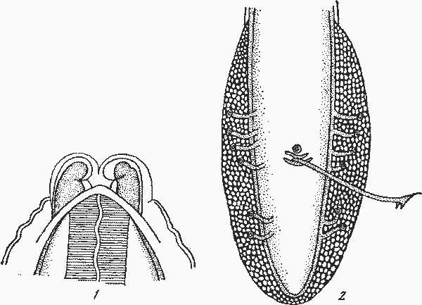Physaloptera malleus Linstow, 1883 (по Линстову, 1883)