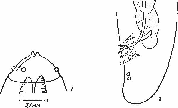 Physaloptera papuensis Johnston et Mawson, 1940 (по Джонстону и Маусон, 1940)
