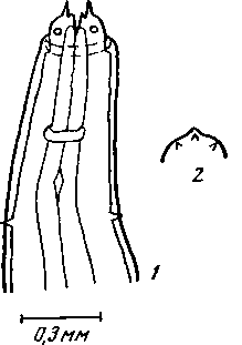 Physaloptera quadridentata Walton, 1927 (по Уолтону, 1927)