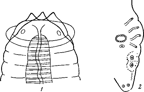 Physaloptera sciuri Parona, 1898 (по Парона, 1898)