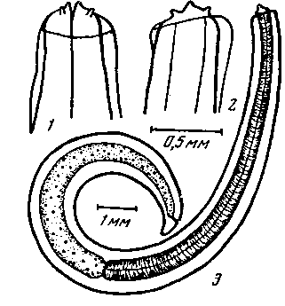 Physaloptera sp. Cameron, 1939 (по Кэмерону, 1939)