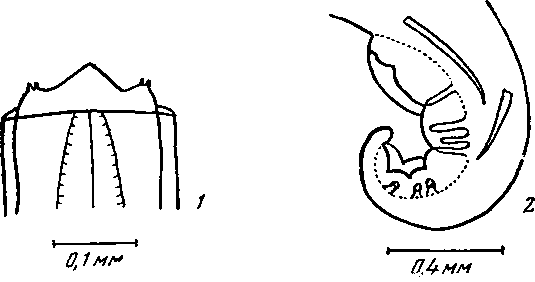 Physaloptera sp. Johnston el Mawson, 1941 (по Джонстону и Маусон, 1941)