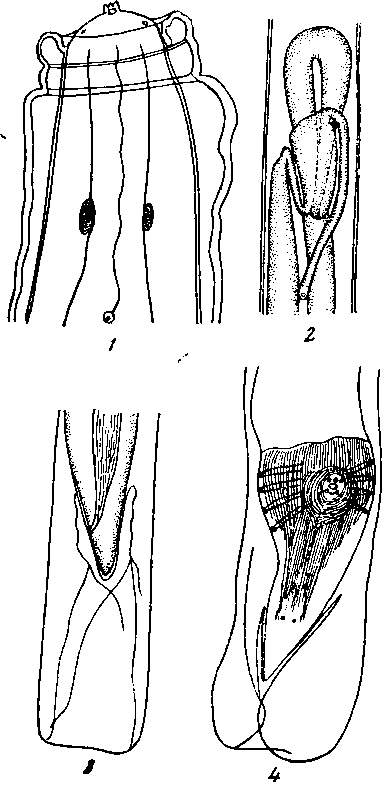 Physaloptera (Physaloptera) crosi Seurat, 1914 (по Сера, 1914)