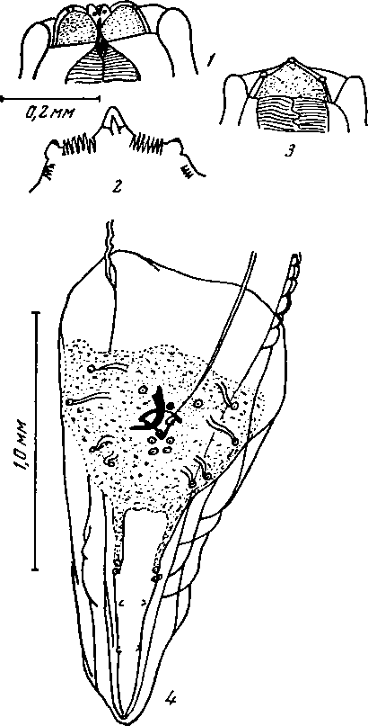 Physaloptera sp. Mirza, 1934 (по Мирзе, 1934)