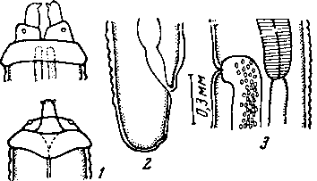 Physaloptera sp. Vuylsteke, 1953 (по Вуйльстеке, 1953)
