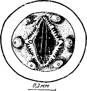 Physaloptera sp. Wu et Liu, 1940 (по By и Лю, 1940)
