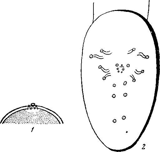 Physaloptera truncata Schneider, 1866 (по Шнейдеру, 1866)
