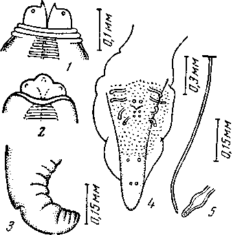 Physaloptera truncata (Schneider, 1866) africana Vuylsteke, 1953 (по Вуйльстеке, 1953)